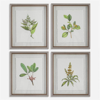 Uttermost Wildflower Study Framed Prints, S/4 (85|41461)