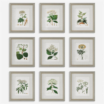 Uttermost Antique Botanicals Framed Prints, S/9 (85|41466)