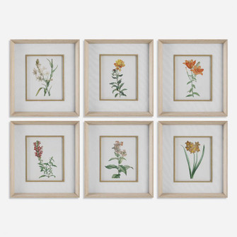 Classic Botanicals Framed Prints Set/6 (85|32284)